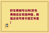 野生黄精可以种(野生黄精适合家庭种植，颜值还高可用于园艺布置)