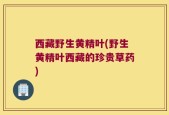西藏野生黄精叶(野生黄精叶西藏的珍贵草药)