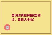 望城坡黄精种植(望城坡：黄精大丰收)