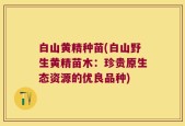白山黄精种苗(白山野生黄精苗木：珍贵原生态资源的优良品种)