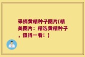 采摘黄精种子图片(精美图片：精选黄精种子，值得一看！)