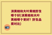 滇黄精和大叶黄精野生哪个好(滇黄精和大叶黄精哪个更好？野生品质对比)