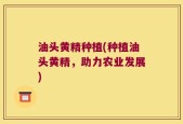 油头黄精种植(种植油头黄精，助力农业发展)
