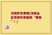 汝阳野生黄精(汝阳山区发现珍贵植物“黄精”！)