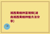 湘西黄精种苗视频(湖南湘西黄精种植方法分享)