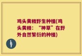 鸡头黄精野生种植(鸡头黄精：“神草”在野外自然繁衍的种植)