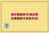 四川黄精种子(四川野生黄精种子采摘方法)