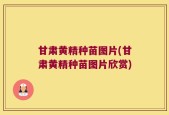 甘肃黄精种苗图片(甘肃黄精种苗图片欣赏)
