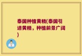 泰国种植黄精(泰国引进黄精，种植前景广阔)