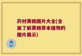 药材黄精图片大全(全面了解黄精草本植物的图片展示)