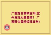 广西野生黄精宜州(宜州发现大量黄精？ 广西野生黄精惊现宜州)