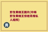 野生黄精王图片(珍稀野生黄精王惊艳亮相私人庭院)