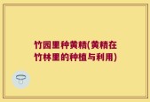 竹园里种黄精(黄精在竹林里的种植与利用)