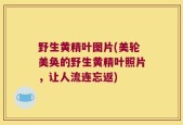 野生黄精叶图片(美轮美奂的野生黄精叶照片，让人流连忘返)