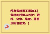 种出黄精用不用加工(黄精的种植与养护：栽种、浇水、施肥、修剪及防治病虫。)