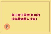 鲁山野生黄精(鲁山的珍稀黄精惹人注目)
