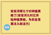 安家河哪几个村种植黄精了(安家河几村已开始种植黄精，为农业发展注入新活力)