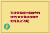 形状像黄精比黄精大的植物(大型黄精状植物的特点及分类)