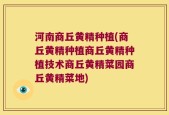 河南商丘黄精种植(商丘黄精种植商丘黄精种植技术商丘黄精菜园商丘黄精菜地)