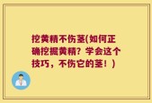挖黄精不伤茎(如何正确挖掘黄精？学会这个技巧，不伤它的茎！)