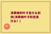 滇黄精的叶子呈什么形状(滇黄精叶子形态是什么？)