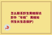 怎么联系野生黄精探访野外“年糕” 黄精如何生长生态保护)