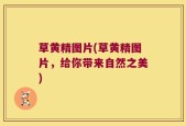 草黄精图片(草黄精图片，给你带来自然之美)