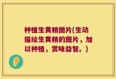 种植生黄精图片(生动描绘生黄精的图片，加以种植，赏味益智。)