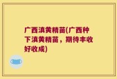 广西滇黄精苗(广西种下滇黄精苗，期待丰收好收成)