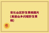 安化山区野生黄精图片(美丽山乡闪耀野生黄精)