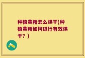 种植黄精怎么烘干(种植黄精如何进行有效烘干？)