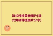 箱式种植黄精图片(箱式黄精种植图片分享)