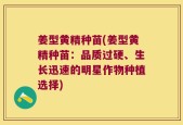 姜型黄精种苗(姜型黄精种苗：品质过硬、生长迅速的明星作物种植选择)