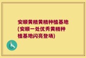安顺黄精黄精种植基地(安顺一处优秀黄精种植基地闪亮登场)