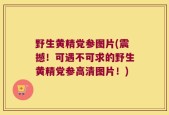 野生黄精党参图片(震撼！可遇不可求的野生黄精党参高清图片！)