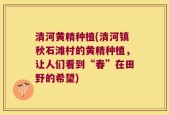 清河黄精种植(清河镇秋石滩村的黄精种植，让人们看到“春”在田野的希望)