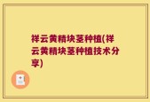 祥云黄精块茎种植(祥云黄精块茎种植技术分享)