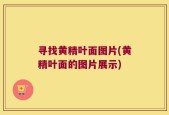 寻找黄精叶面图片(黄精叶面的图片展示)