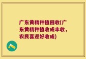 广东黄精种植回收(广东黄精种植收成丰收，农民喜迎好收成)