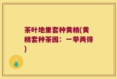 茶叶地里套种黄精(黄精套种茶园：一举两得)