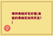 哪种黄精开花好看(美丽的黄精花如何开出？)