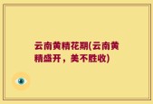 云南黄精花期(云南黄精盛开，美不胜收)