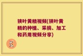 狭叶黄精视频(狭叶黄精的种植、采摘、加工和药用视频分享)