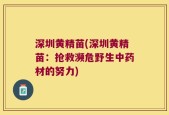 深圳黄精苗(深圳黄精苗：抢救濒危野生中药材的努力)