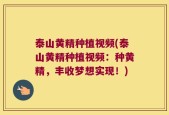 泰山黄精种植视频(泰山黄精种植视频：种黄精，丰收梦想实现！)