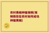 农村黄精种植视频(视频教你在农村如何成功种植黄精)