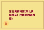东北黄精种苗(东北黄精种苗：种植业的新希望)