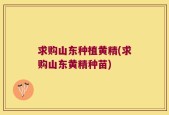 求购山东种植黄精(求购山东黄精种苗)