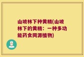 山坡林下种黄精(山坡林下的黄精：一种多功能药食同源植物)