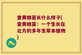 查黄精苗长什么样子(查黄精苗：一个生长在北方的多年生草本植物)